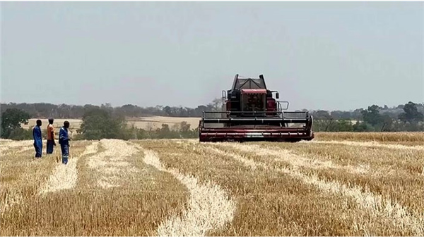 Zim Saves US$300m After Record Wheat Yield