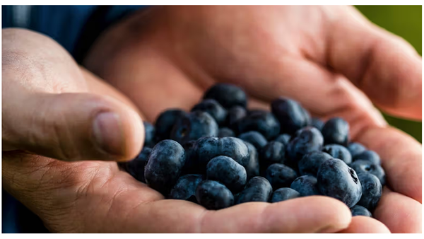 Zimbabwe is the leading exporter of Blueberries in the world, according to a new study