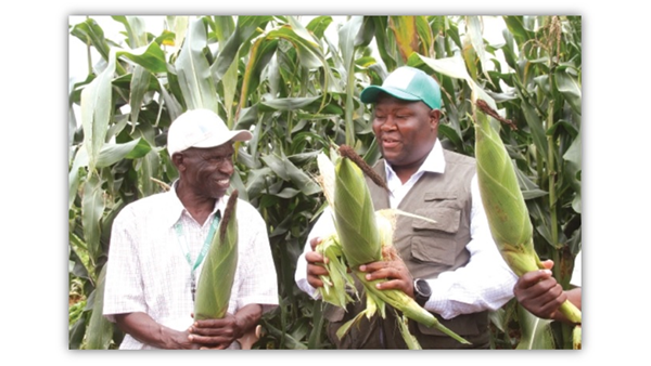 Zim Eyes Record Maize Harvest . . . Production to Hit Three Million Tonnes